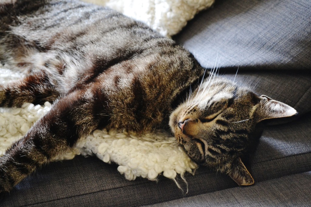 Disclaimer: Freddie is not *technically* our cat. She is a local cat who has adopted us.